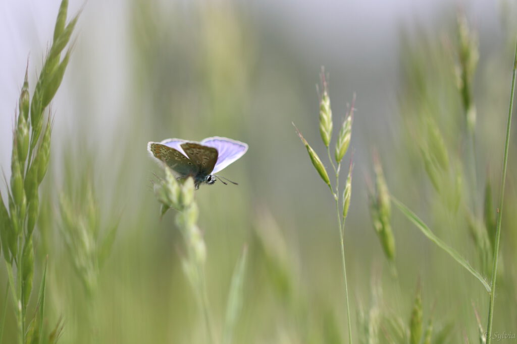 Blauwtje in het groen